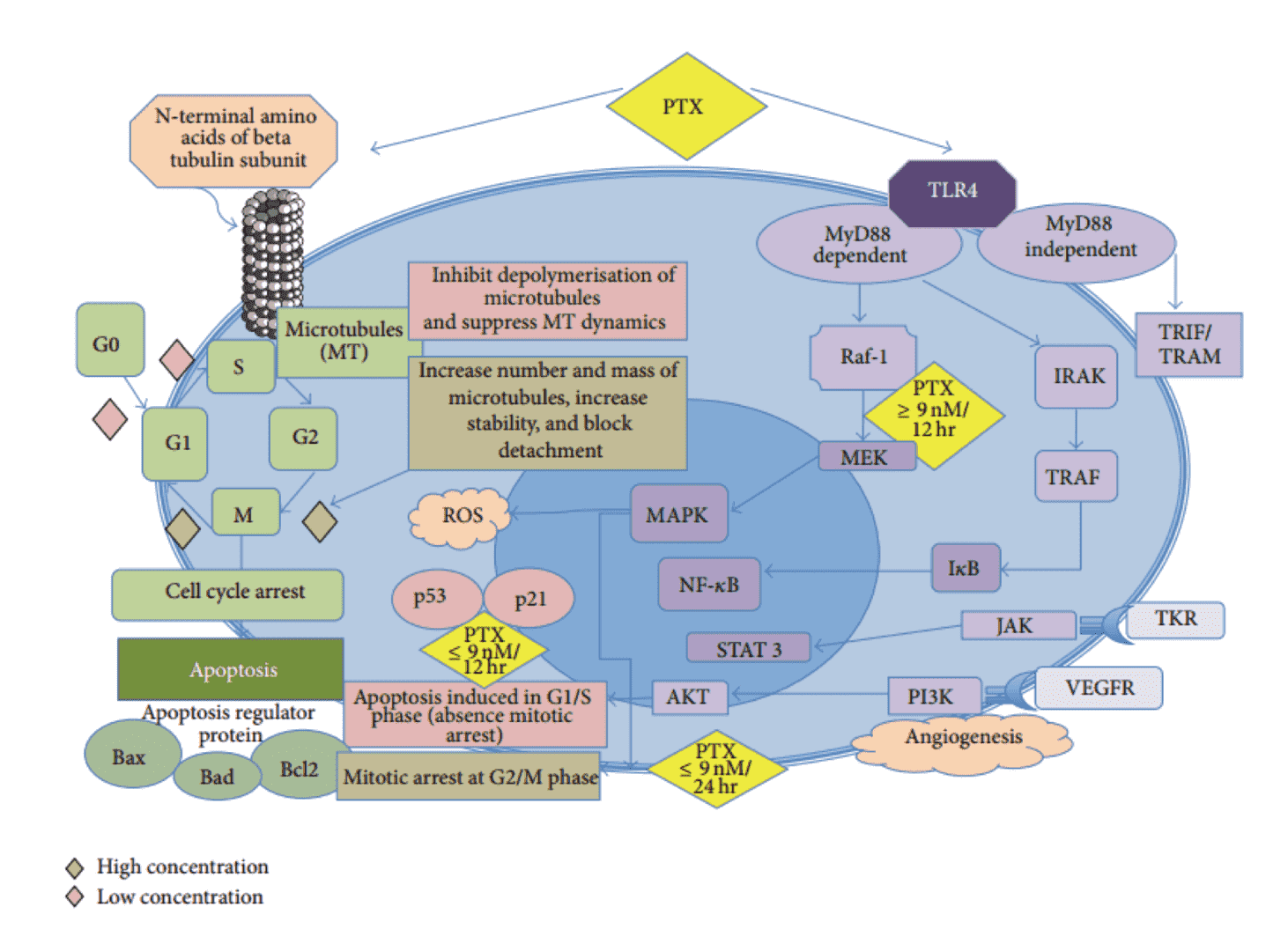 Fig.2 Mechanism of action of paclitaxel.